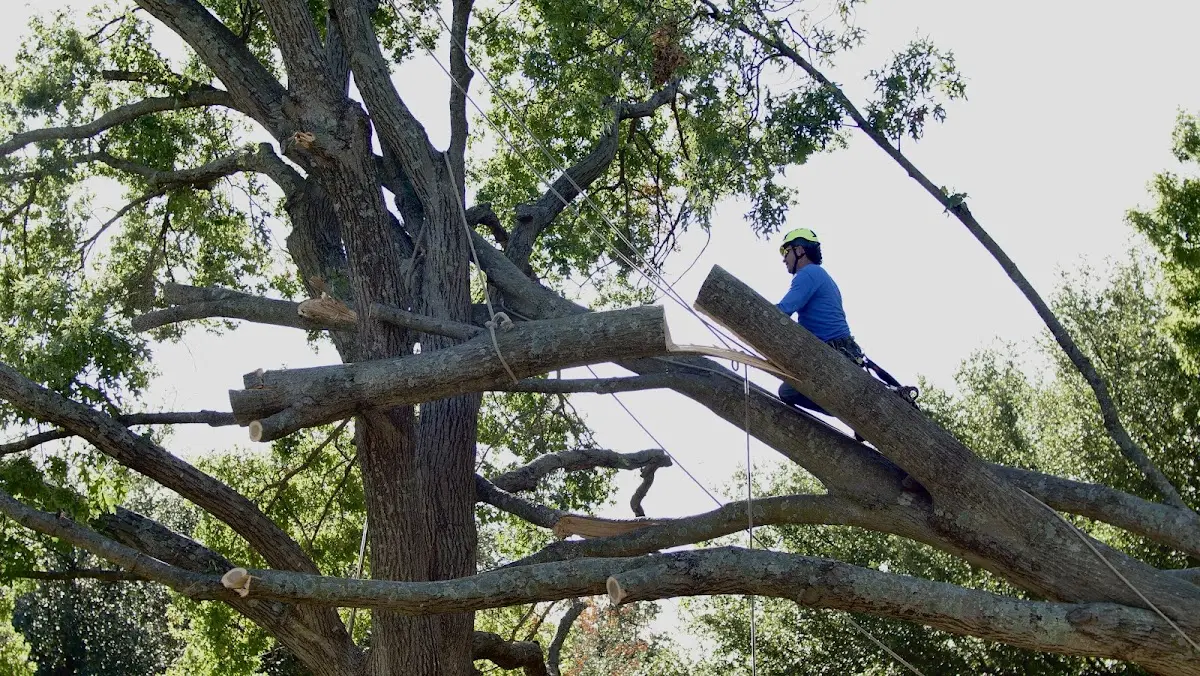 Professional Crown Thinning performed by certified arborists in Galatia